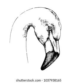 antique engraving illustration of flamingo head isolated on white background.Flamingo hand draw. Cloth, print, design, icon, logo, poster, textile, paper, card, cloth, wrapping, wallpaper.
