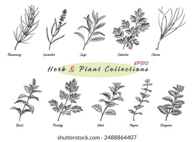 Antique engraving illustration of Herb  Plant Collections hand draw black and white clip art