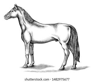 Antique engraving illustration of Horse black and white clip art isolated on white background,Drawing Horse vintage style