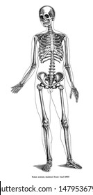 Antique engraving illustration of Human anatomy skeleton (front view) black and white clip art isolated on white background