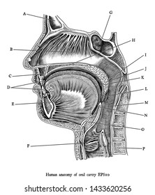 Antique engraving illustration of human oral cavity black and white clipart isolate on white background,Human anatomy for medical education.