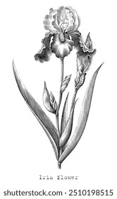 Antique engraving illustration of Iris flower black and white clip art isolated on white background