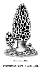 Antique engraving illustration of Morel Mushroom hand draw black and white clip art isolated on white background