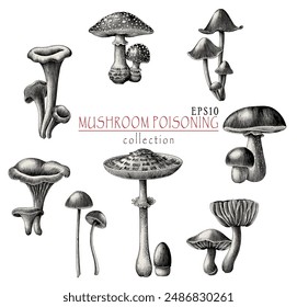 Antique engraving illustration of Mushroom poisoning collection hand draw black and white clip art