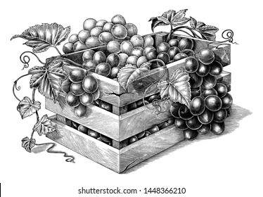 Antique engraving illustration of organic grapes in the basket black and white clip art isolated on white background,organic grapes branding inspiration