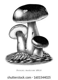 Antique engraving illustration of Porcini mushroom hand draw clip art isolated on white background