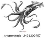 Antique engraving illustration of Squid black and white clip art isolated on white background