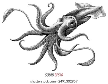 Antique engraving illustration of Squid black and white clip art isolated on white background