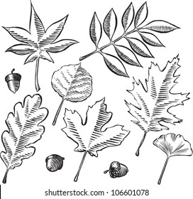 Antique etching style vector illustration of various tree leaves and acorns, isolated on white.