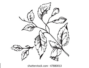 antique floral ornament engraving, scalable and editable vector illustration