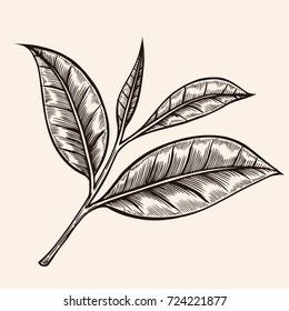 antique floral ornament engraving, scalable and editable vector illustration