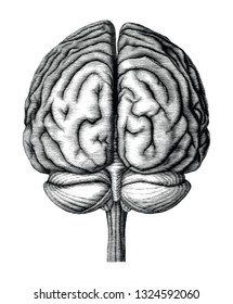 Antique illustration of human brain engraving style isolated on white background