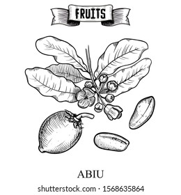 Antique Ink hand drawn vector illustration of isolated fruit. Abiu, Pouteria caimito. Decorative collection farm product for fabric and interior wallpaper design