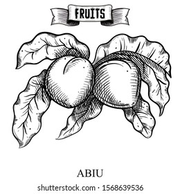 Antique Ink hand drawn vector illustration of isolated fruit. Abiu, Pouteria caimito. Decorative collection farm product for fabric and interior wallpaper design.