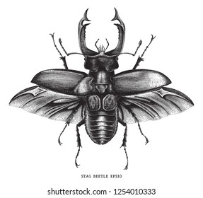 Antique of insect stag beetle bug illustration engraving vintage style isolated on white background