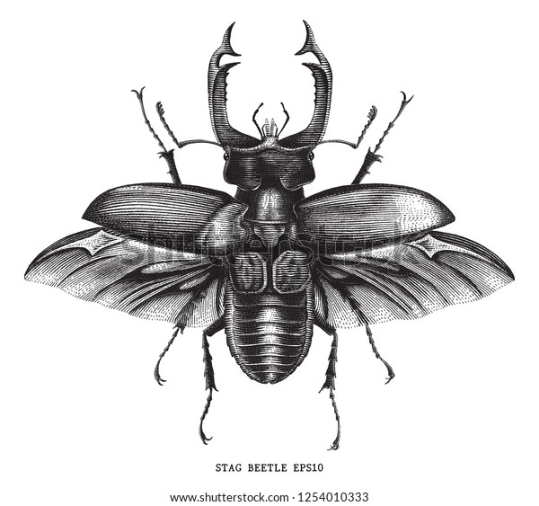 白い背景に昆虫のスタッグカブトムシのイラストのビンテージスタイルを彫刻する のベクター画像素材 ロイヤリティフリー