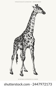 Antique Line Art Engraving of a Giraffe