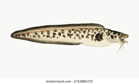 Antique ling fish illustration drawing, vintage vector isolated on white.