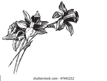 antique narcissi engraving, scalable and editable vector illustration