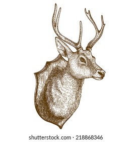 Antique print of a reindeer head isolated on white background