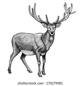 Antique print of a reindeer, isolated on white. 