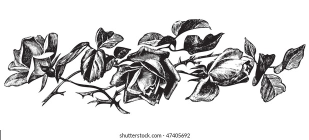 antique roses engraving, scalable and editable vector illustration