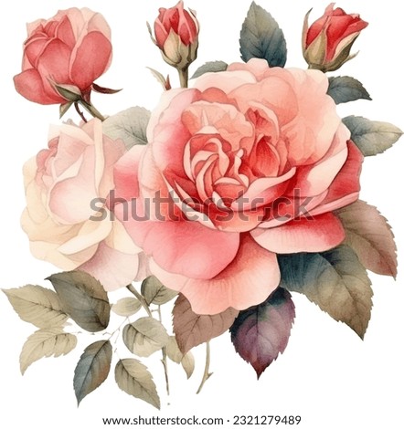 Antique Roses Watercolor illustration. Hand drawn underwater element design. Artistic vector marine design element. Illustration for greeting cards, printing and other design projects.