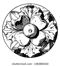 Antique Rosette is an artificial rose with four divisions, vintage line drawing or engraving illustration.