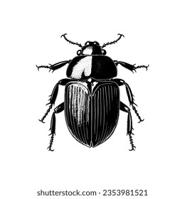 Antique woodcut engraving of a black scarab beetle vector illustration isolated on white background.