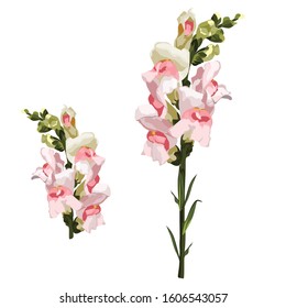 Antirrhinum lions spring flowers isolated on white background.