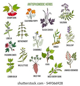 Antispasmodic herbs. Hand drawn vector set of medicinal plants