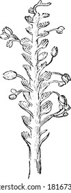 Antithothus Inflorescence of the cordaite, From the Dictionary of Word and Things, 1888.