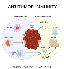 Anti-Tumor-Immunität. Immunantwort. Immuntherapie. Schnelle und langsame Reaktion der adaptiven und angeborenen Immunität und Antikörperaktivierung. In: Cells of the Immunsystem. Immunologie Infografik. Vektorgrafik