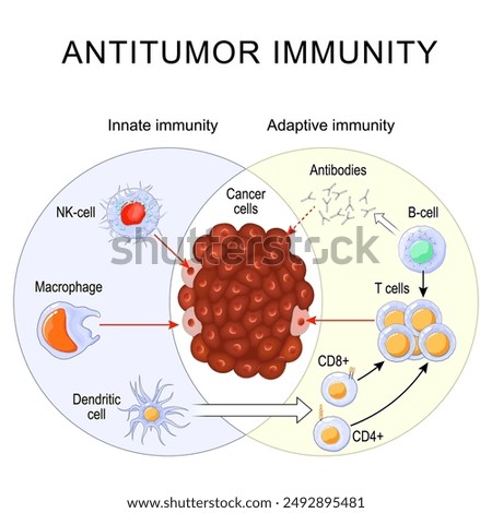 Antitumor Immunity. Immune Response. Immunotherapy. Rapid and slow response of Adaptive and Innate Immunity and antibody activation. Cells of The Immune System. Immunology infographic. vector