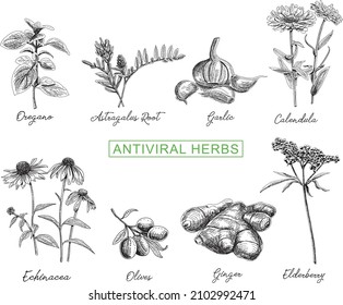 Hierbas antivirales Hierbas antivirales Echinacea ilustraciones ambientadas. Esbozo conjunto de ilustraciones hechas a mano por vectores.