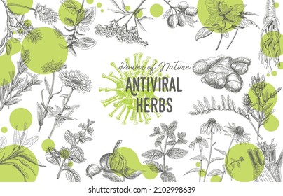 Antiviral herbs frame. Sketchy vector hand-drawn illustration.