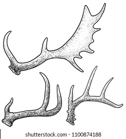 Antlers illustration, drawing, engraving, ink, line art, vector