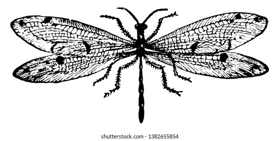 Antlions are a group of about 2000 species of insect in the family Myrmeleontidae, vintage line drawing or engraving illustration.