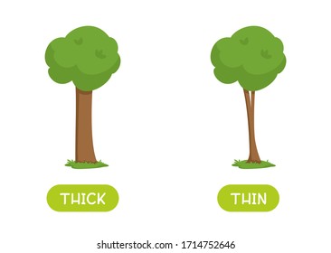 Antonyms concept, THICK and THIN. Educational flash card with trees of different thicknesses template. Word card for english language learning with opposites. Flat vector illustration with typography