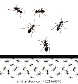 ants