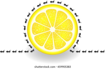 Ants around lemon slice
