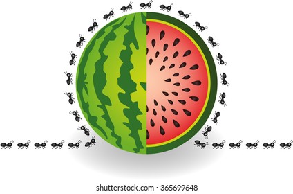 Ants around watermelon
