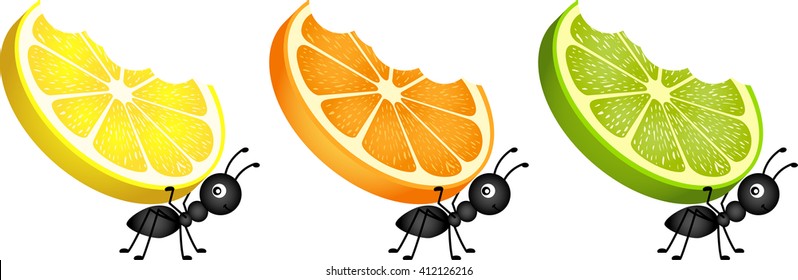 Ants Carrying Citrus Fruit Slices