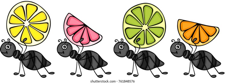 Ants carrying citrus fruit slices 