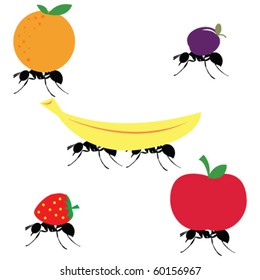 Ants Carrying Different Fruits