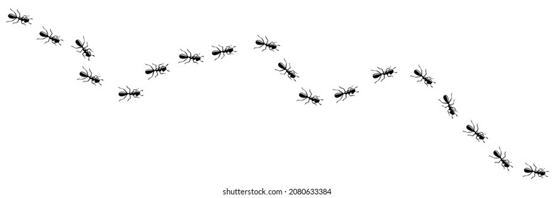 Ants chain marching in trail searching food. Ant path isolated in white background. Vector illustration