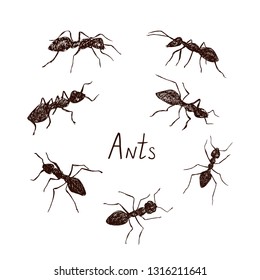 Ants collection drawing, vintage engraved illustration style, hand drawn doodle, sketch, vector with inscription