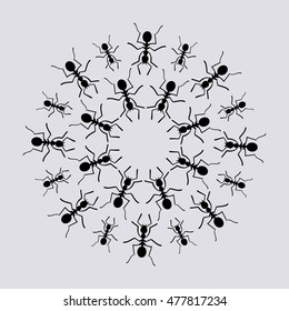 ants crawling in the circle