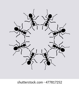 ants crawling in the circle