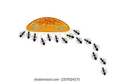 Ants gather around snack or bread. Ants colony and food isolated on white background. Uncontrolled insect pest problem inside the kitchen. Home pest or parasite control concept. Vector illustration